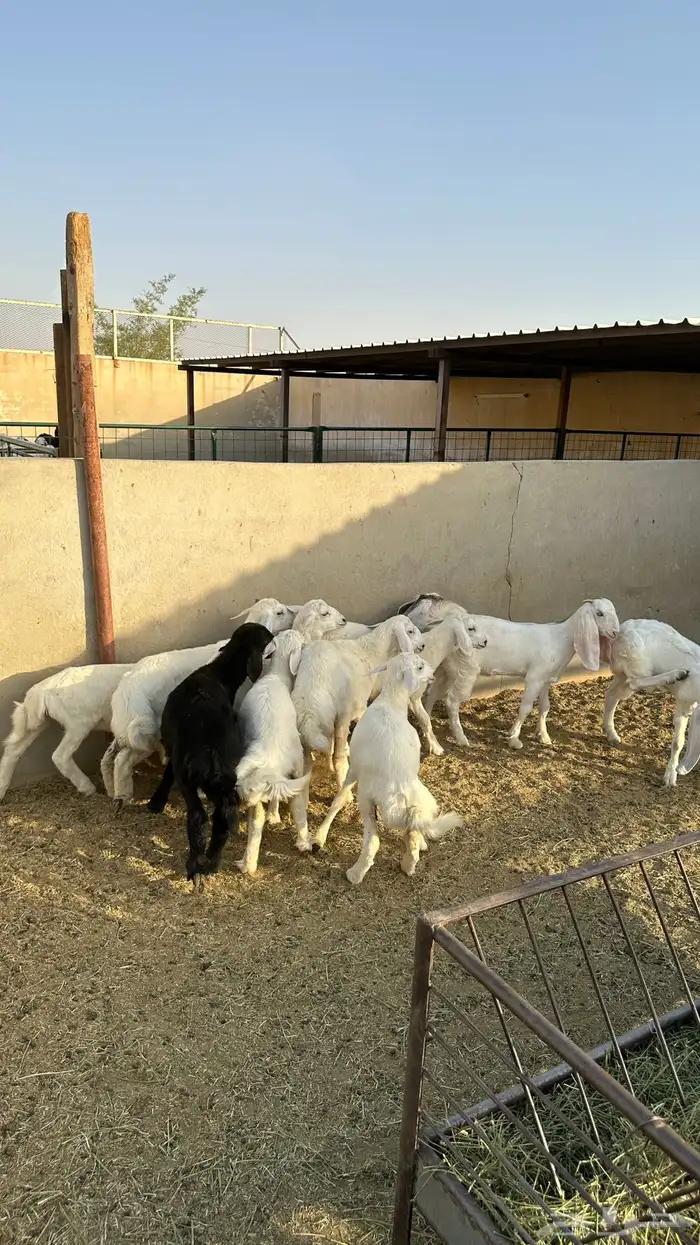 حريات تمم البيع 2