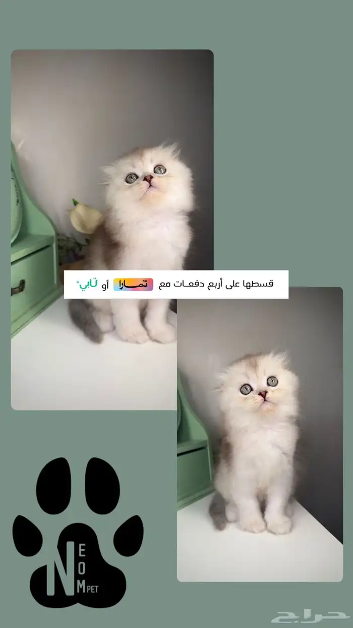 سكوتش فولد لونق هير انثى ذكر قطه قطوه بسه كيتن شيرازي هملايا 1