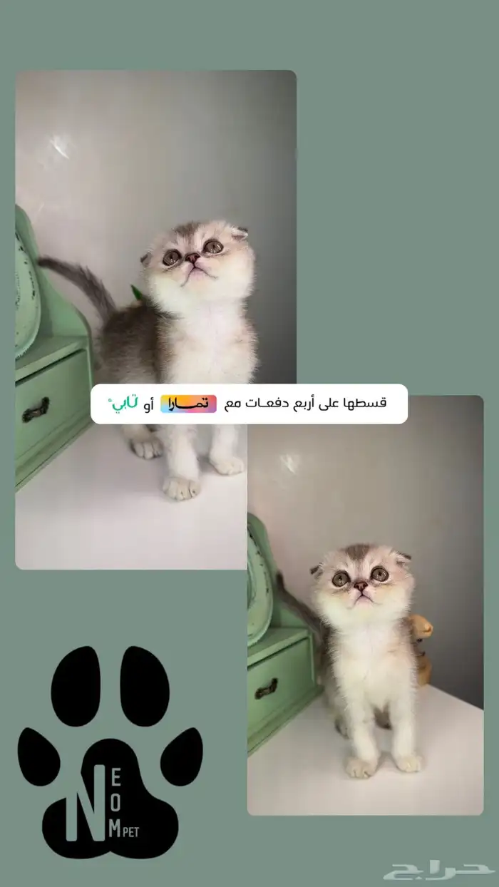 سكوتش فولد شيرازي انثى ذكر قطط للبيع ابها خميس مشيط جازان 1