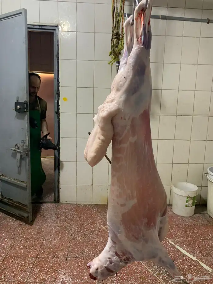 ذبايح حريه فل شحم للبيع 7