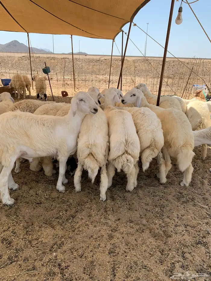 ذبايح حريه فل شحم للبيع 1