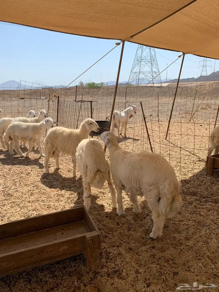 ذبايح حريه فل شحم للبيع 4
