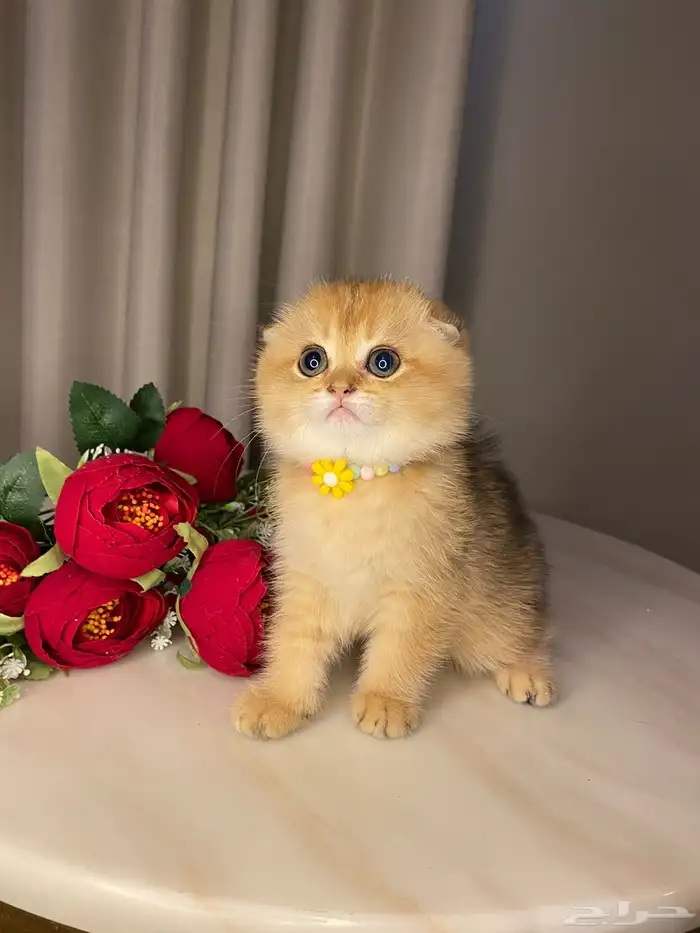 قطط سكوتش للبيع 2