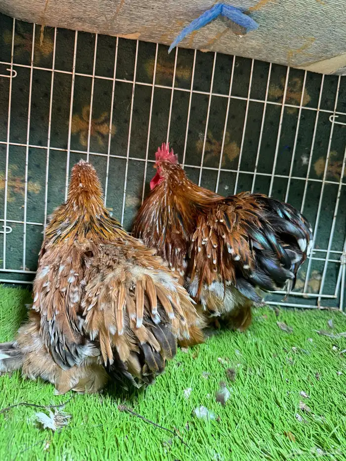 دجاج كوشن وسبرايت فواخر للبيع تم البيع 1