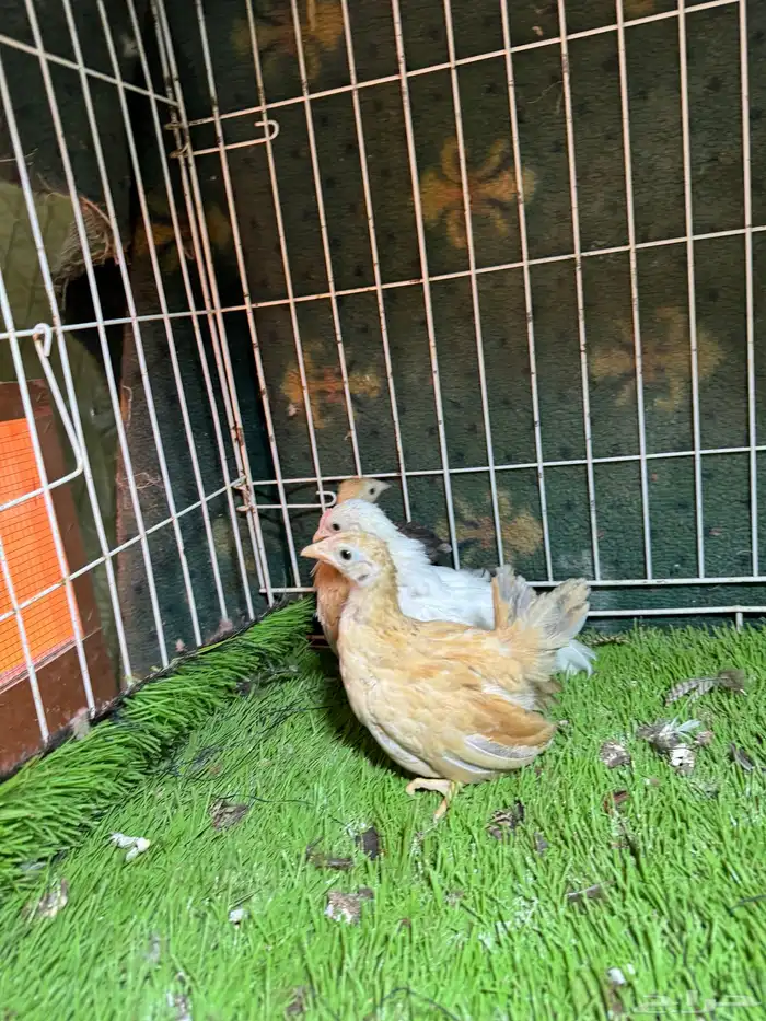 دجاج كوشن وسبرايت فواخر للبيع تم البيع 10