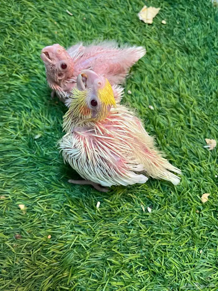 فروخ كروان لاتينر الليفه غرر 1