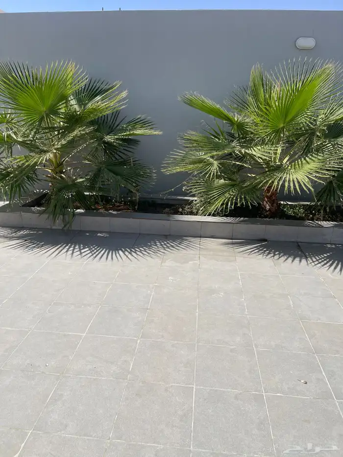 نخل واشنطني 0