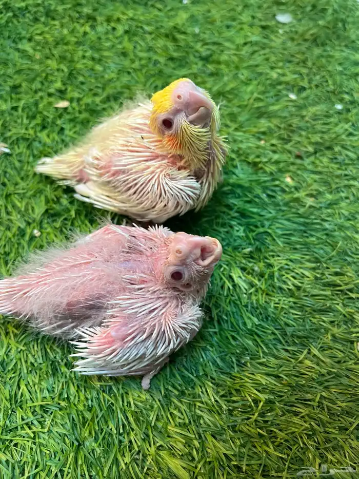 فروخ كروان لاتينر الليفه غرر 0