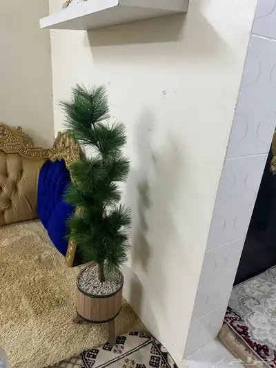 حوش للايجار 4