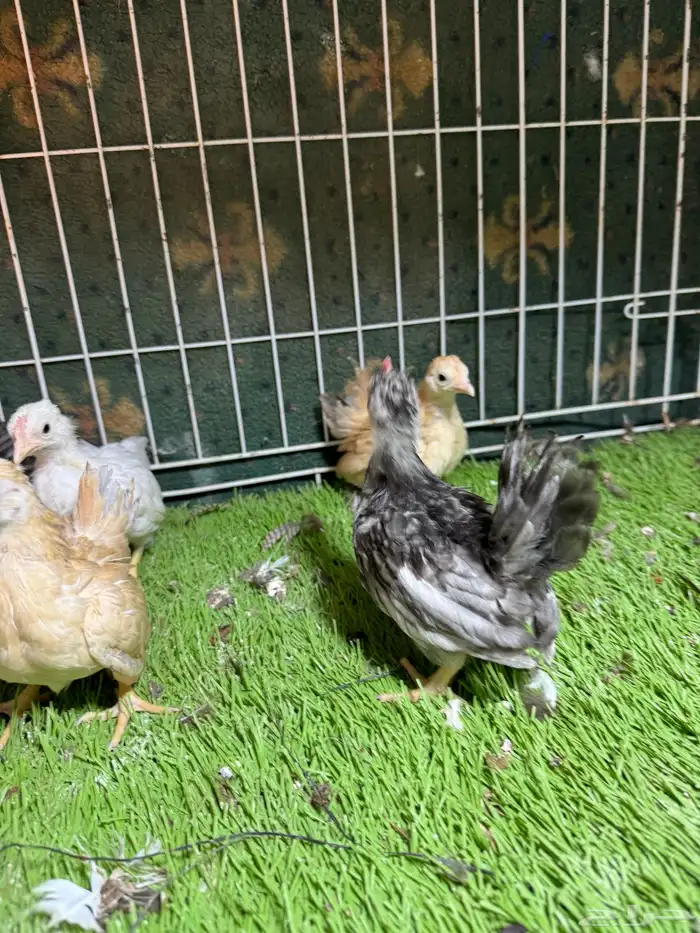 دجاج كوشن وسبرايت فواخر للبيع تم البيع 8