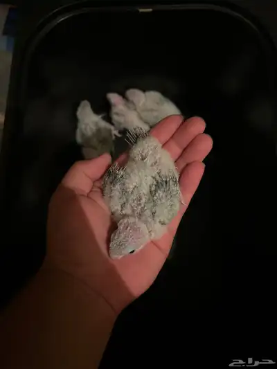 فروخ كنيور 5