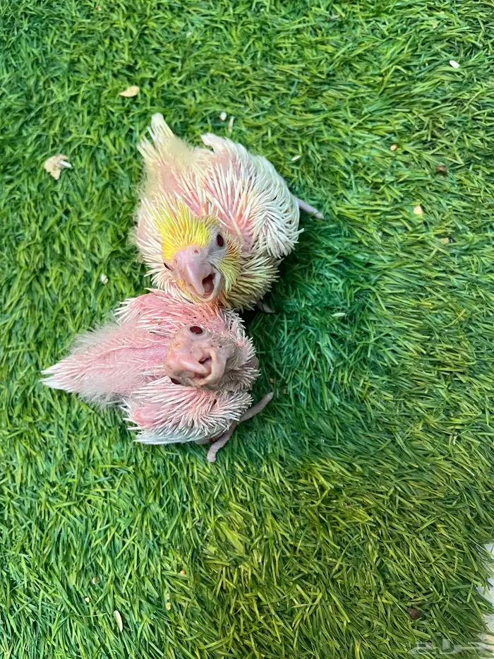 فروخ كروان لاتينر الليفه غرر 2