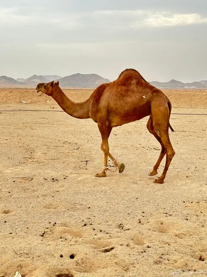 ناقه حمراء ساحليه ضروبه ( تم البيع ) 0