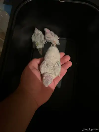 فروخ كنيور 3