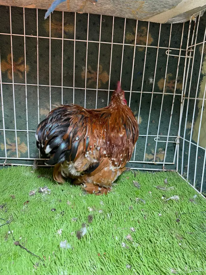 دجاج كوشن وسبرايت فواخر للبيع تم البيع 2