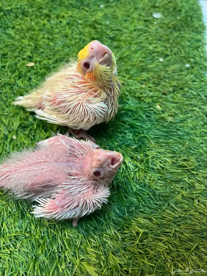 فروخ كروان لاتينر الليفه غرر 3