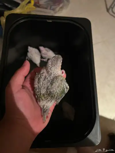 فروخ كنيور 1