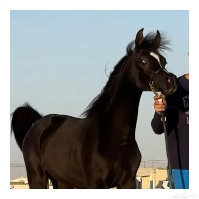 الحصان البطل و المنتج ( دي طوار ) متاح هذا الموسم 2