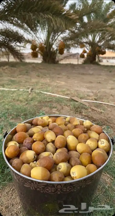 قلايع نخل خلاص 7