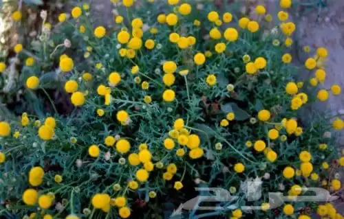 بذور قرقاص 1