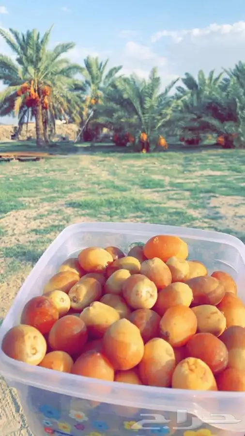 قلايع نخل خلاص 6