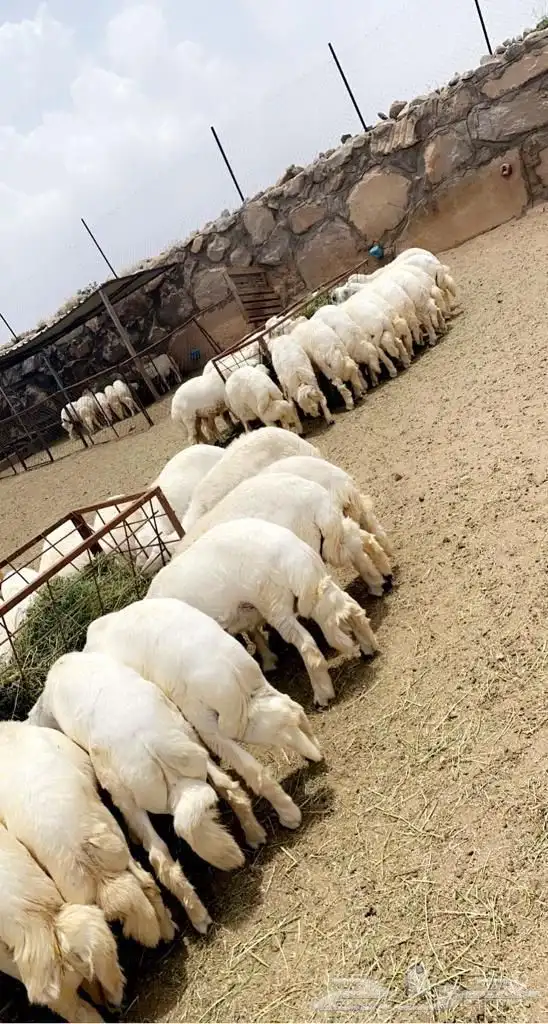ذبايح مع خدمة الذبح والتوصيل 3