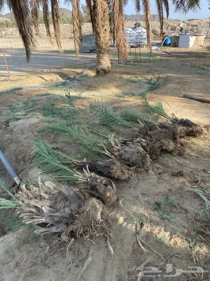 قلايع نخل خلاص 1