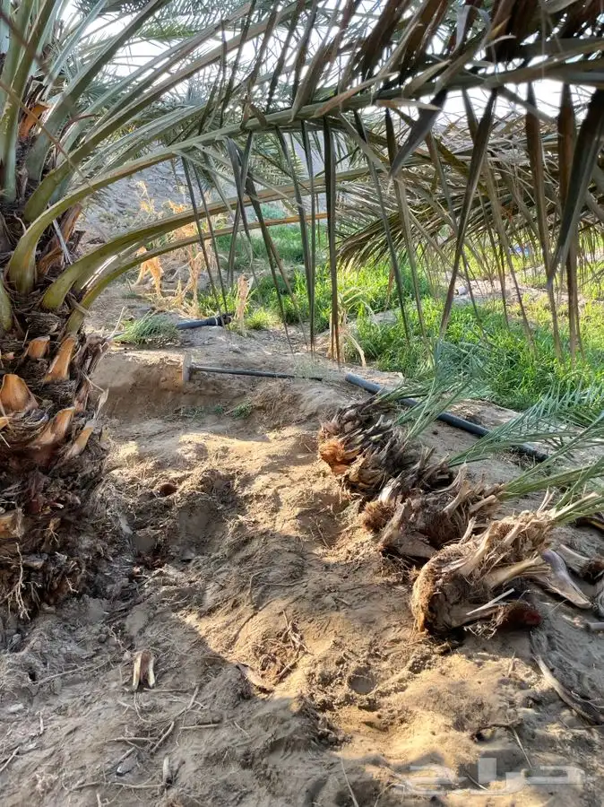 قلايع نخل خلاص 4