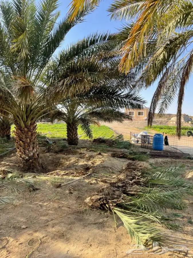 قلايع نخل خلاص 2