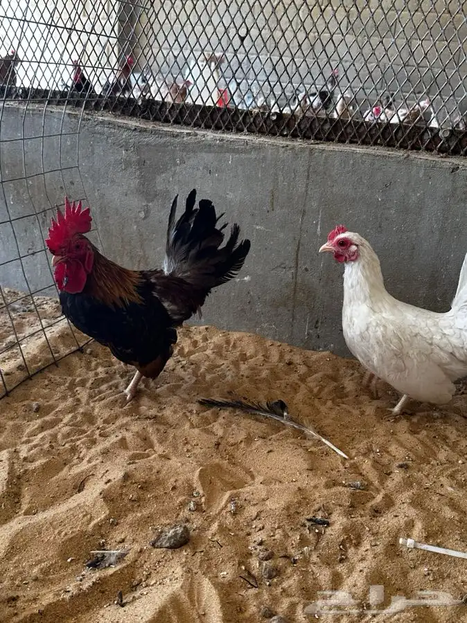 دجاج جابنيز 3