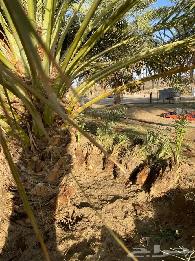 قلايع نخل خلاص 5