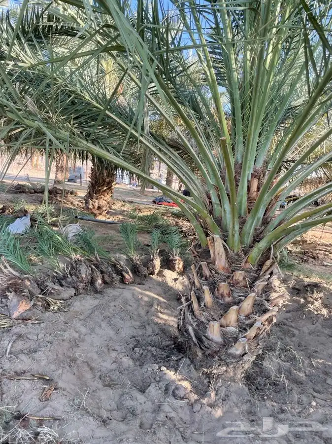 قلايع نخل خلاص 3