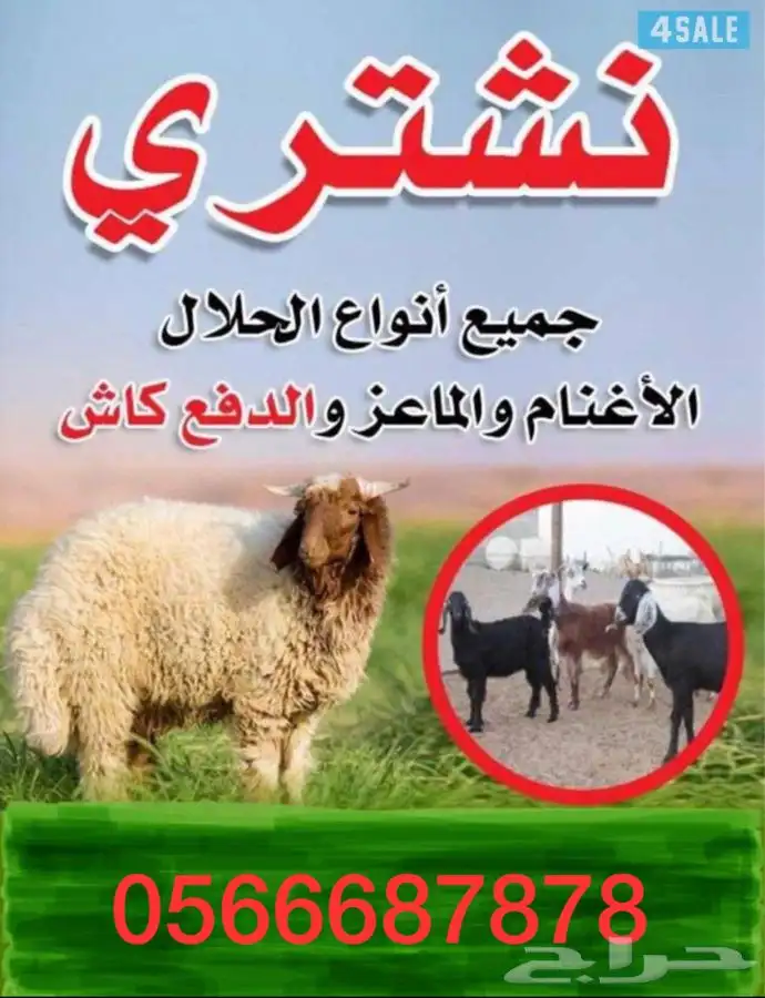 نشتري غنم او معزا او تيوس 0