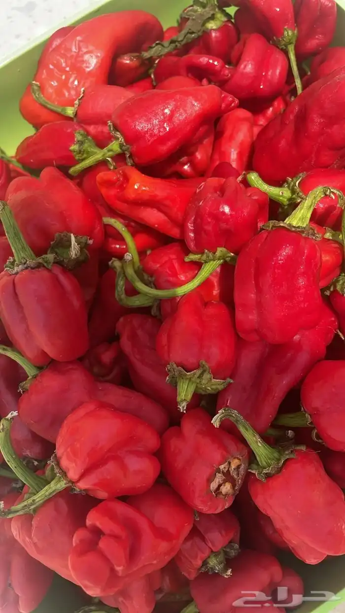 حبحر شقرا مغسول ومجفف ومطحون 1