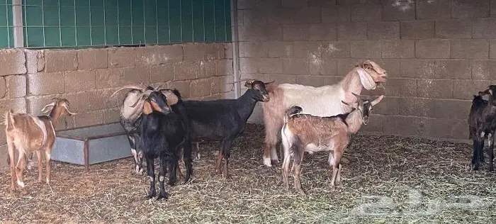 غنم معزا وظان 5