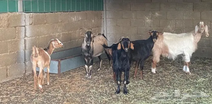 غنم معزا وظان 6