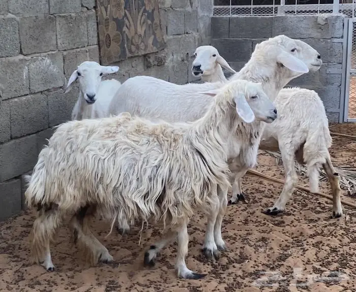 غنم معزا وظان 1