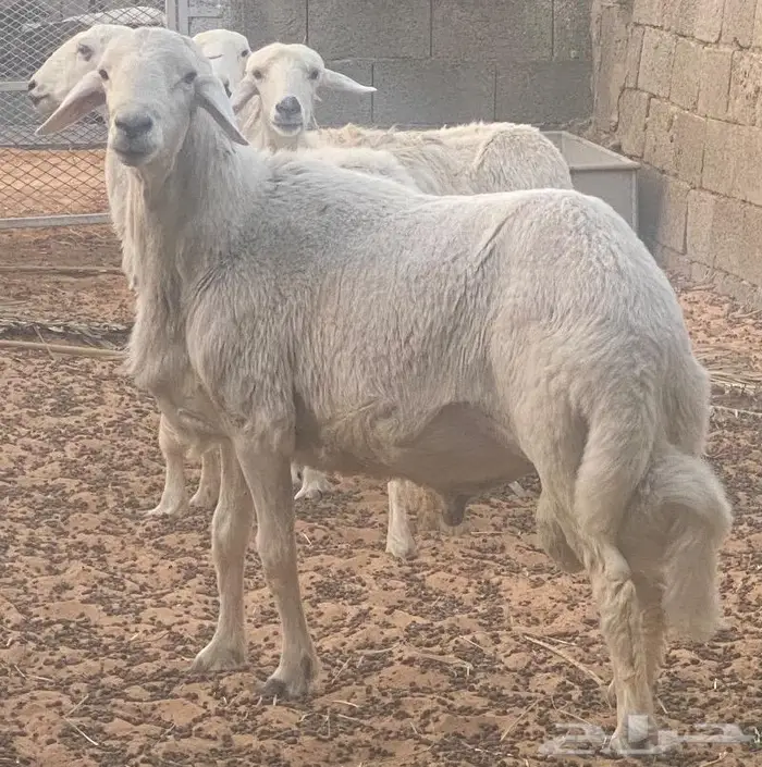 غنم معزا وظان 0