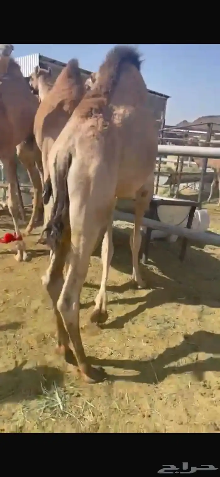 للبيع القعدان الكفو للمبادي وزواجات بلدي 4
