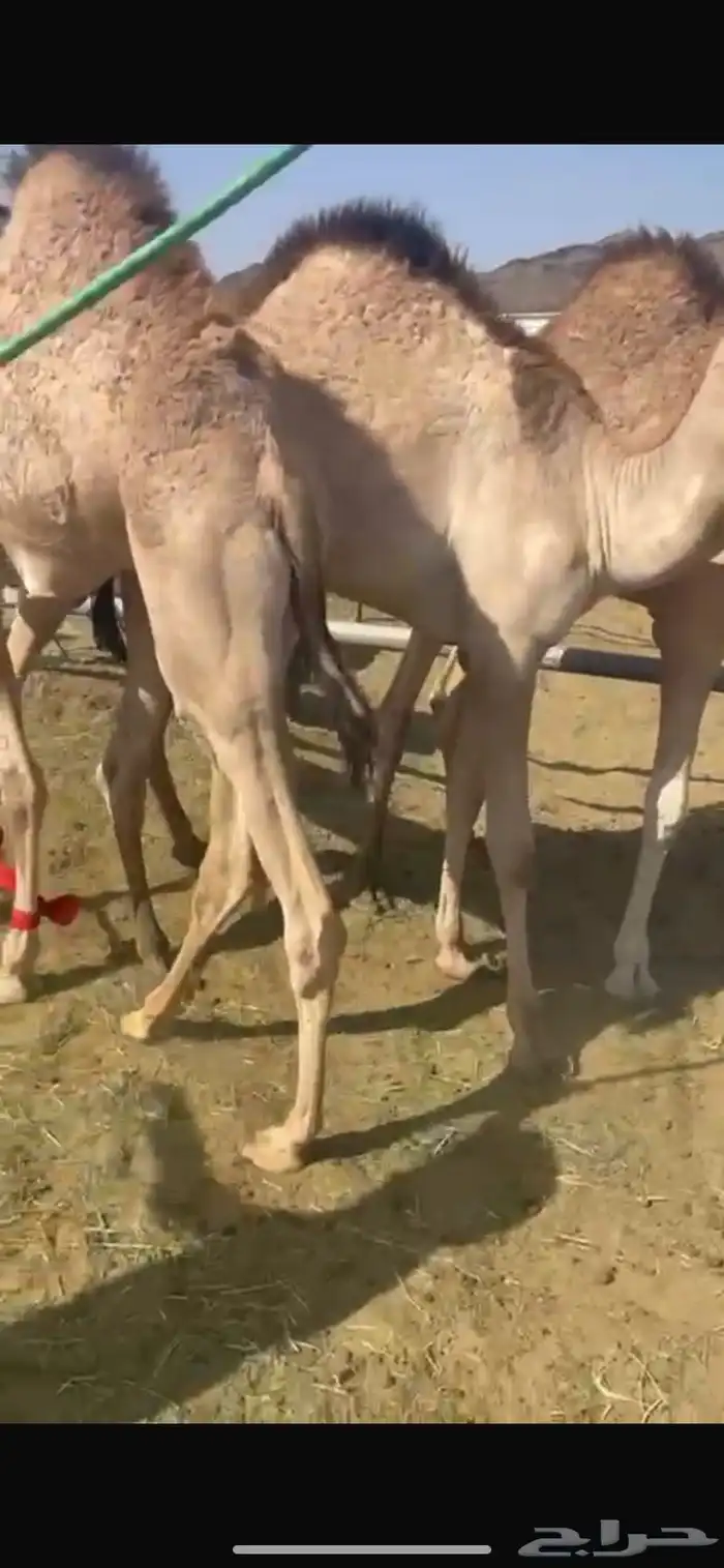للبيع القعدان الكفو للمبادي وزواجات بلدي 3