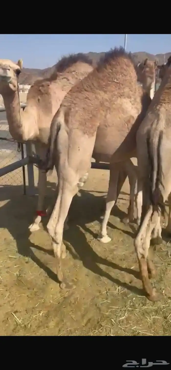للبيع القعدان الكفو للمبادي وزواجات بلدي 2