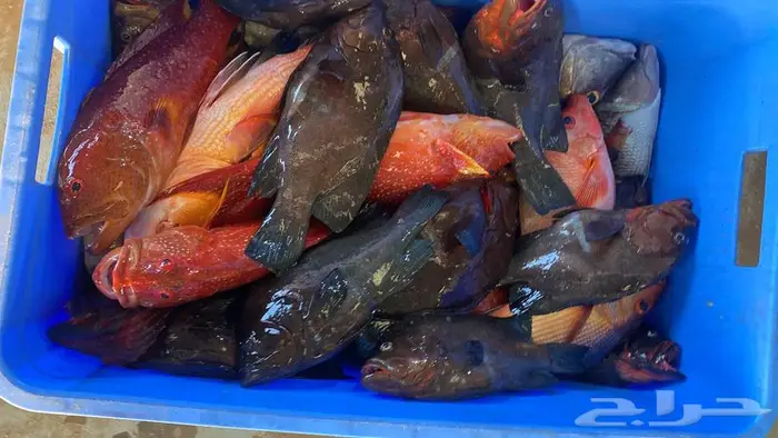 سمك محايل عسير توصيل للمنازل 0