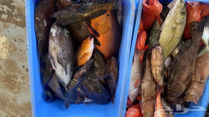سمك محايل عسير توصيل للمنازل 5
