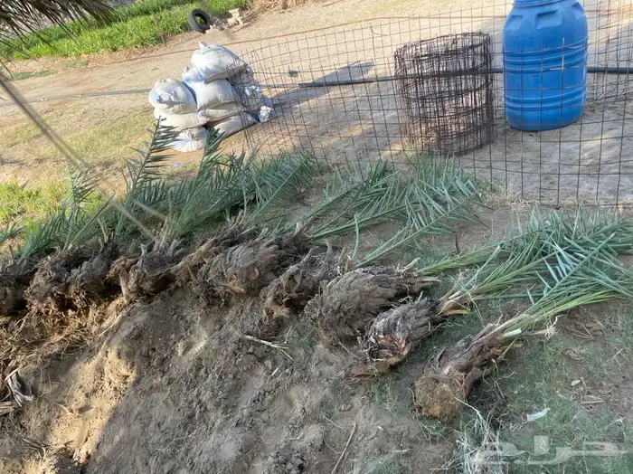 قلايع نخل خلاص 0