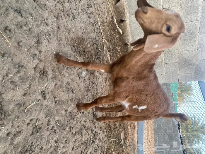 غنم معزا وظان 14