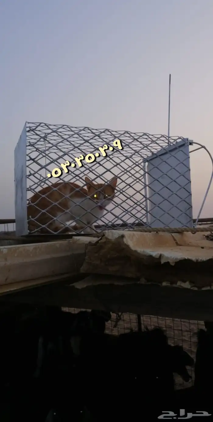 مصيدة شبك للقطط. والبساس 0