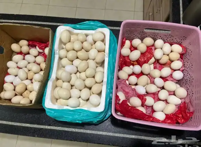 بيض بلدي طازج للاكل 0