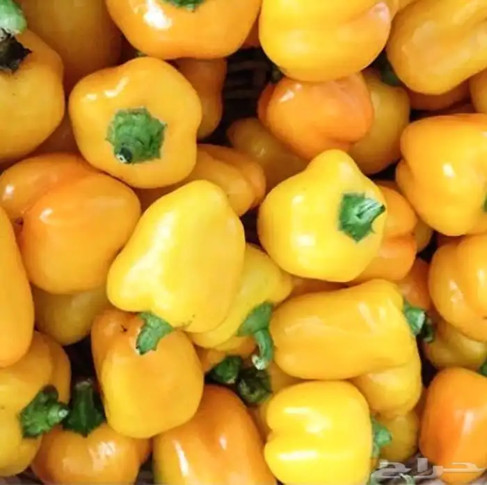 فلفل كالفورنيا الحلو الصغير (اصفر) 5