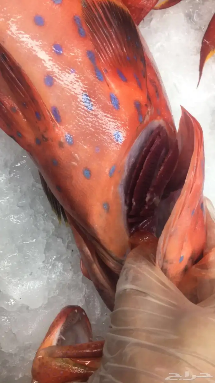 سمك بحري طازج يومي 20
