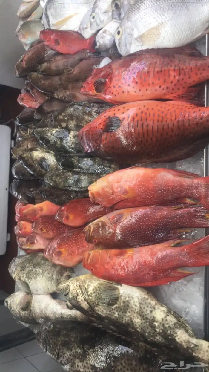 سمك بحري طازج يومي 21